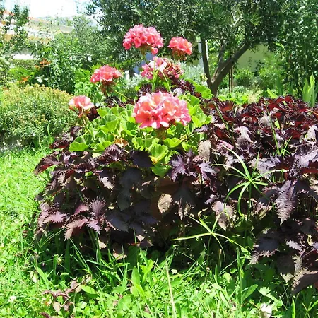 Daire Bozana Kastela